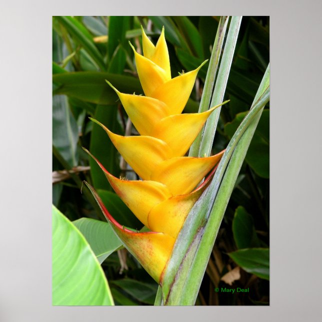 Guld Heliconia Poster (Framsidan)