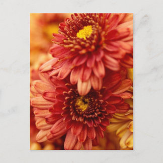 Guld- höstChrysanthemumblommor - som är röda och Vykort