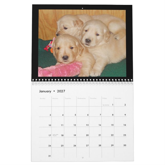 Guld- kalender för Retrievervalpvägg (Jan 2027)
