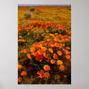 Guld- Kalifornien vallmor Poster