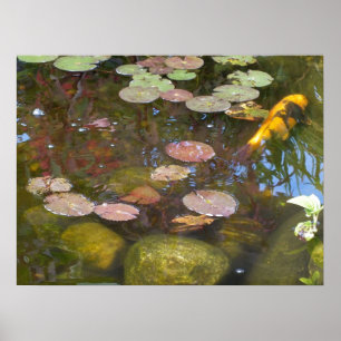 Guld Koi i Lily pond Poster