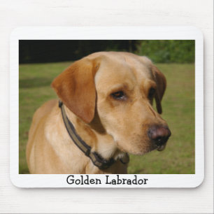Guld- Labrador Musmatta