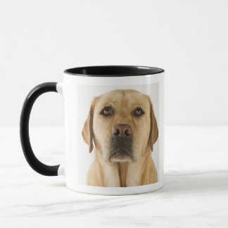 Guld- Labrador Retriever (Canisfamiliaris). Mugg