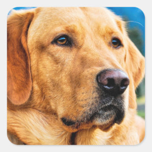 Guld- Labrador Retriever Fyrkantigt Klistermärke