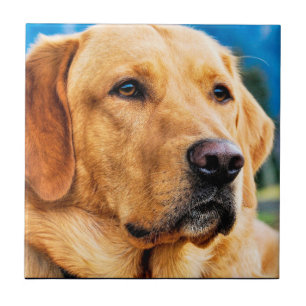 Guld- Labrador Retriever Kakelplatta
