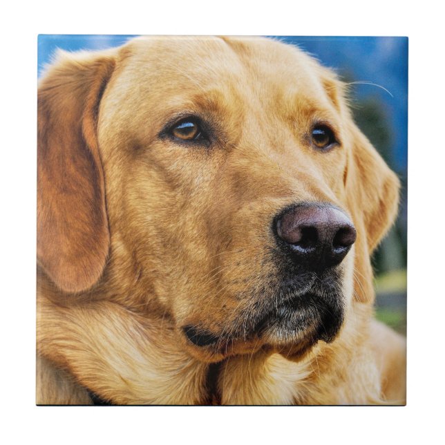 Guld- Labrador Retriever Kakelplatta (Framsidan)