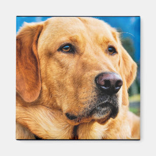 Guld- Labrador Retriever Magnet