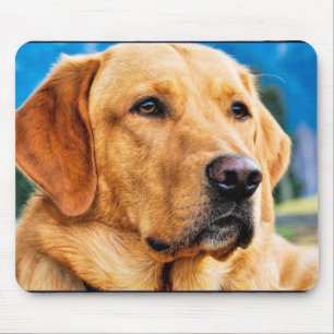 Guld- Labrador Retriever Musmatta