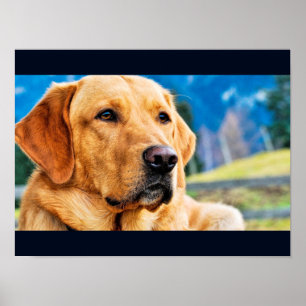 Guld- Labrador Retriever Poster