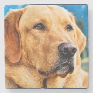 Guld- Labrador Retriever Stenunderlägg