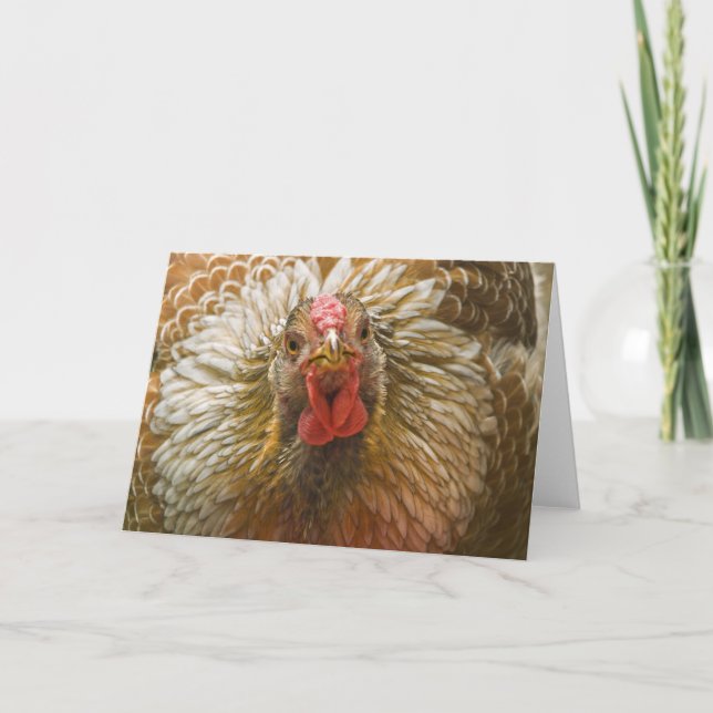 Guld-Laced Wyandotte Hen Kort (Framsida)