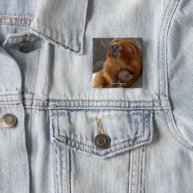 Guld- lejon Tamarin med babyen Knapp (In Situ)