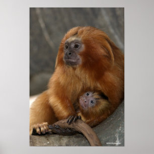 Guld- lejon Tamarin med babyen Poster