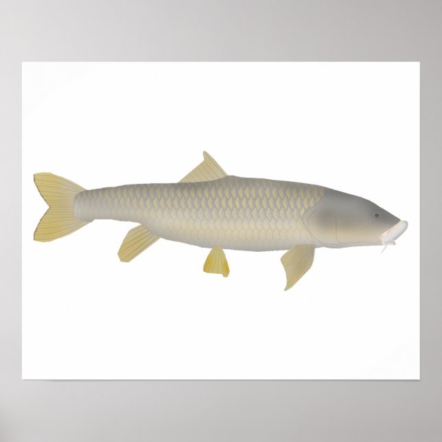 Guld Mahseer Poster (Framsidan)