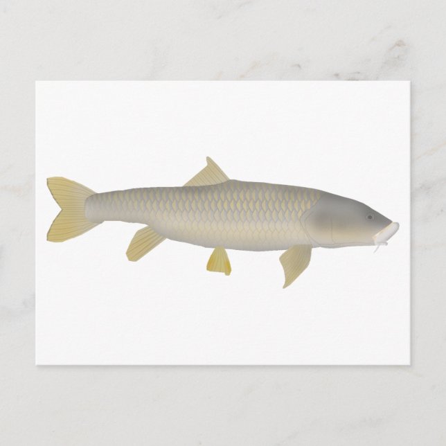 Guld Mahseer Vykort (Framsida)