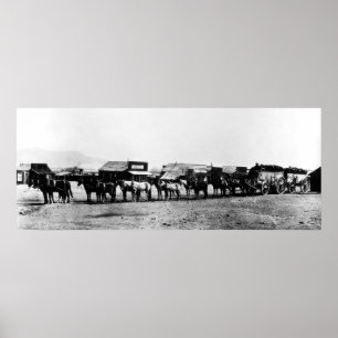 GULD- MALMvagnar 14 MULES - KALIFORNIEN C. 1905 Poster