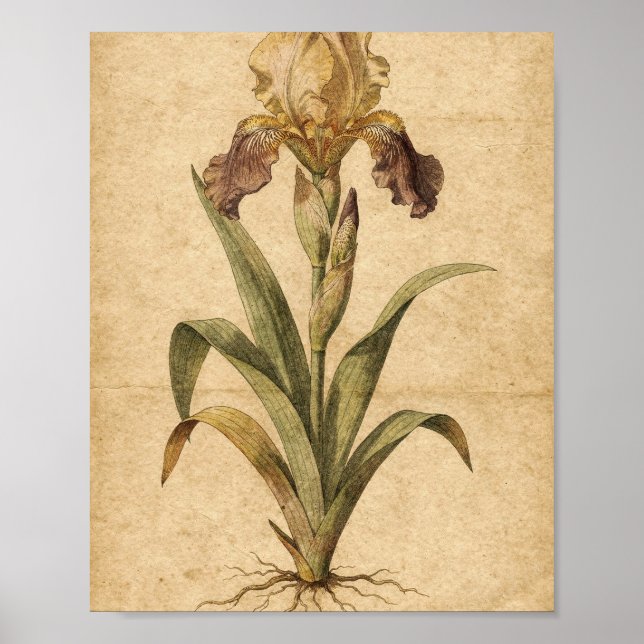 Guld- och Plommoniris Botanisk Konst Poster (Framsidan)