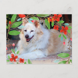 Guld och vit collie mix hund med blommor vykort