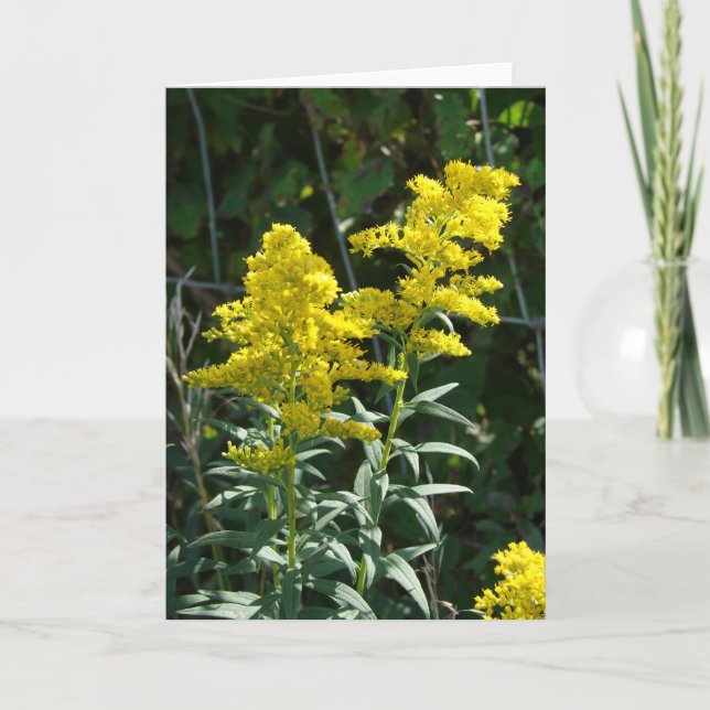 Guld- ogräs kort (Framsida)