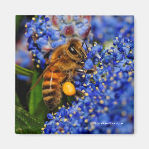 Guld på Blue: Honeybee på Kalifornien Lilac Magnet