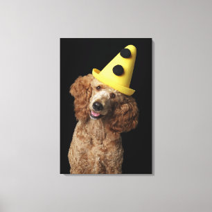 Guld- pudelhund som ha på sig en gul clownhatt canvastryck