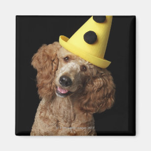 Guld- pudelhund som ha på sig en gul clownhatt magnet