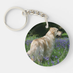 Guld- Retreiver i blommor