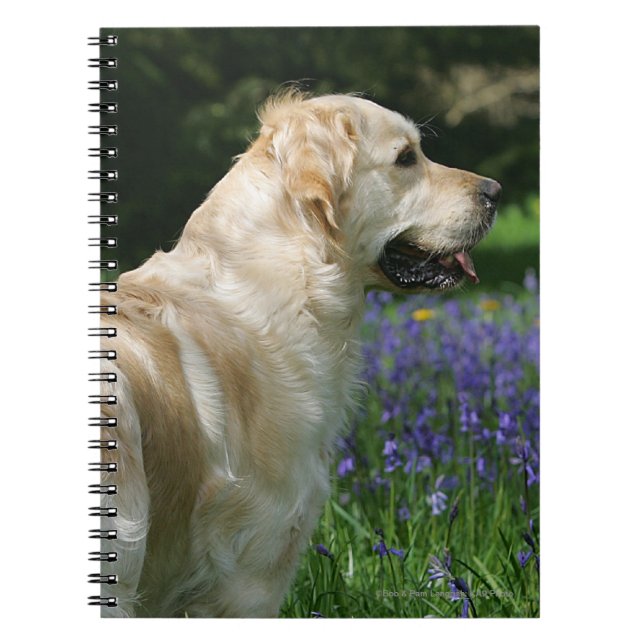 Guld- Retreiver i blommor Anteckningsbok Med Spiral (Framsidan)