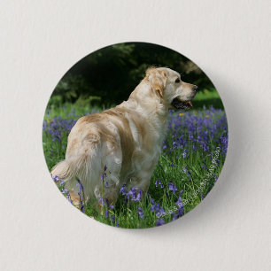 Guld- Retreiver i blommor Knapp