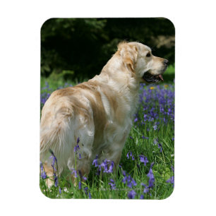 Guld- Retreiver i blommor Magnet