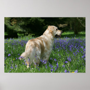 Guld- Retreiver i blommor Poster