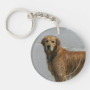 Guld- Retreiver i havet
