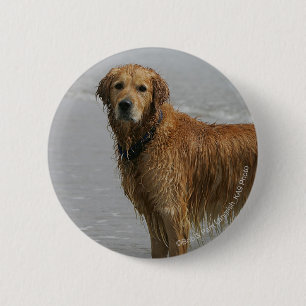 Guld- Retreiver i havet Knapp