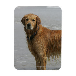 Guld- Retreiver i havet Magnet