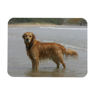 Guld- Retreiver i havet Magnet