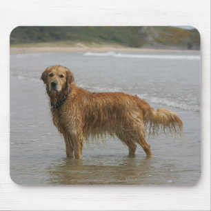 Guld- Retreiver i havet Musmatta
