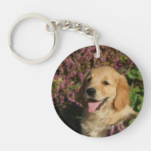 Guld- Retreiver valp