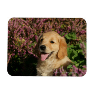 Guld- Retreiver valp Magnet