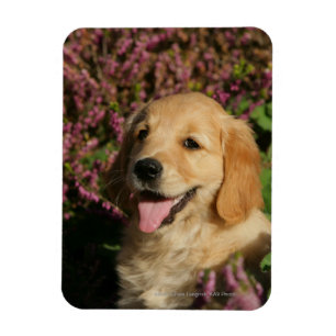 Guld- Retreiver valp Magnet