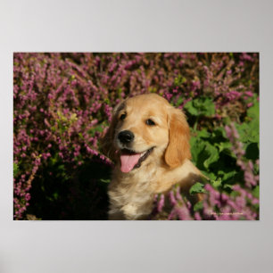 Guld- Retreiver valp Poster