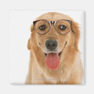 Guld- Retriever 3 Magnet