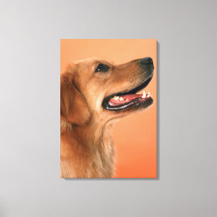 Guld- Retriever 5 Canvastryck