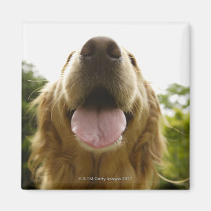Guld- Retriever 5 Magnet