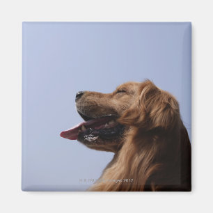 Guld- Retriever 6 Magnet