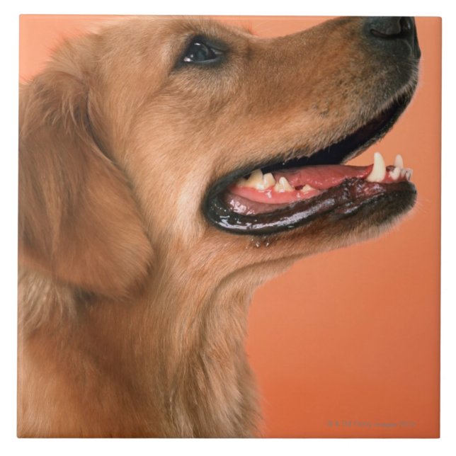 Guld- Retriever 7 Kakelplatta (Framsidan)
