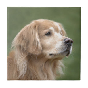 Guld- Retriever i Closeup Kakelplatta