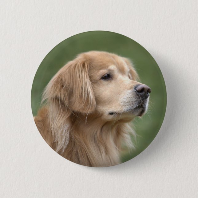 Guld- Retriever i Closeup Knapp (Framsida)