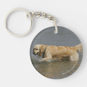 Guld- Retriever i vatten