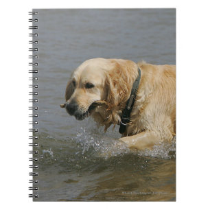 Guld- Retriever i vatten Anteckningsbok