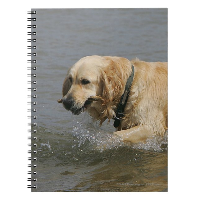 Guld- Retriever i vatten Anteckningsbok (Framsidan)